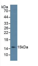 Monoclonal Antibody to Interleukin 4 (IL4)