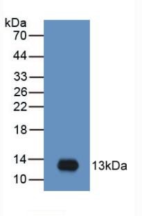 Monoclonal Antibody to Macrophage Inflammatory Protein 3 Alpha (MIP3a)
