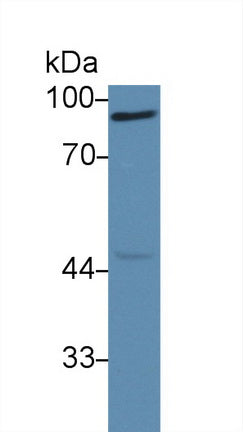 Monoclonal Antibody to Calnexin (CNX)