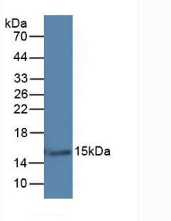 Monoclonal Antibody to Galectin 7 (GAL7)