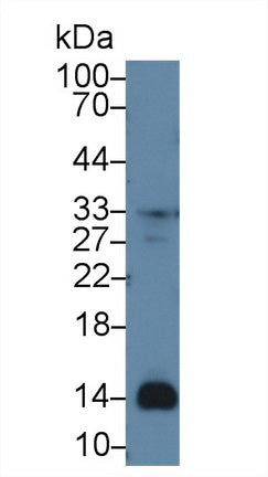 Monoclonal Antibody to Chemokine (C-X-C motif) ligand 7 ( CXCL7)