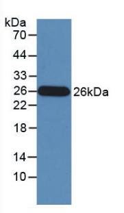 Monoclonal Antibody to Granzyme M (GZMM)