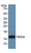 Monoclonal Antibody to Inhibin Beta C (INHbC)