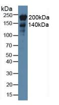 Monoclonal Antibody to Nestin (NES)