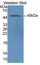 Monoclonal Antibody to Intercellular Adhesion Molecule 1 (ICAM1)