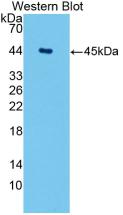 Monoclonal Antibody to Aquaporin 4 (AQP4)