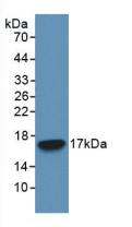 Monoclonal Antibody to Caspase 3 (CASP3)