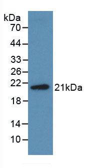 Monoclonal Antibody to Midkine (MK)