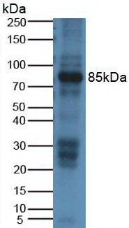 Monoclonal Antibody to Amiloride Binding Protein 1 (ABP1)