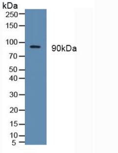 Monoclonal Antibody to Toll Like Receptor 2 (TLR2)