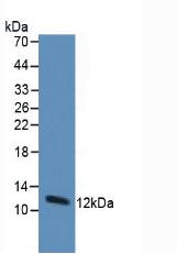 Monoclonal Antibody to Thioredoxin (Trx)