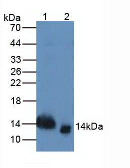 Monoclonal Antibody to Trefoil Factor 2 (TFF2)