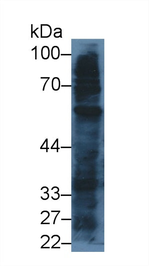 Monoclonal Antibody to Toll Like Receptor 4 (TLR4)