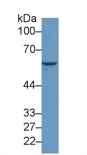 Monoclonal Antibody to Tumor Necrosis Factor Ligand Superfamily, Member 14 (TNFSF14)