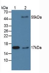 Monoclonal Antibody to Cyclophilin A (CYPA)