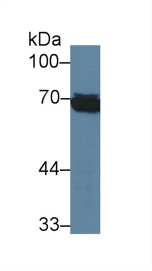 Monoclonal Antibody to Tryptase (TPS)