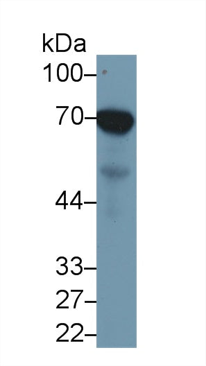 Monoclonal Antibody to Heat Shock 70kDa Protein 1A (HSPA1A)