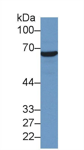 Monoclonal Antibody to Heat Shock 70kDa Protein 1A (HSPA1A)