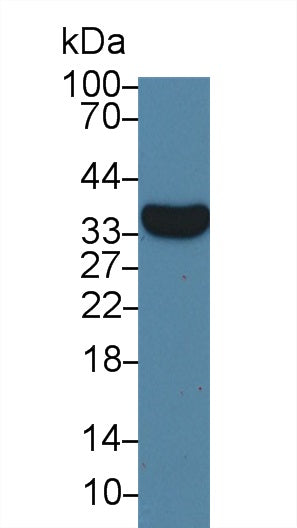 Monoclonal Antibody to VGF Nerve Growth Factor Inducible (VGF)