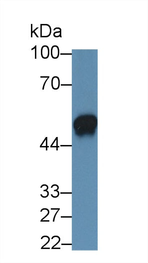 Monoclonal Antibody to Interleukin 19 (IL19)