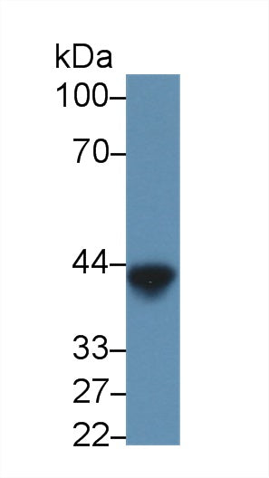 Monoclonal Antibody to Lipopolysaccharide (LPS)