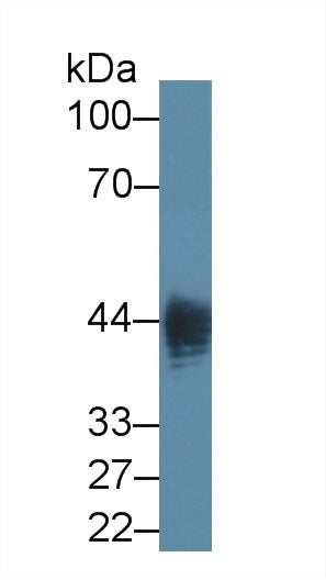 Monoclonal Antibody to Indoleamine-2,3-Dioxygenase (IDO)