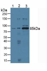 Monoclonal Antibody to Cytosolic Phospholipase A2 (PLA2G4)