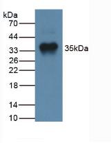 Monoclonal Antibody to Myostatin (MSTN)