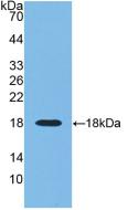 Monoclonal Antibody to Ribonuclease A3 (RNASE3)