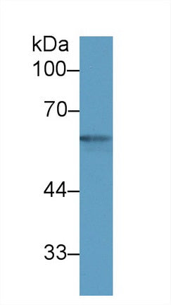 Monoclonal Antibody to Neuregulin 1 (NRG1)