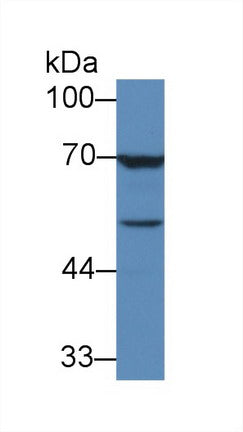 Monoclonal Antibody to Transforming Growth Factor Beta 3 (TGFb3)