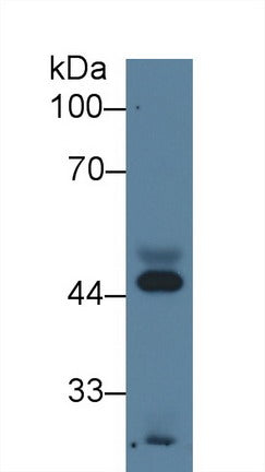 Monoclonal Antibody to Apolipoprotein A4 (APOA4)