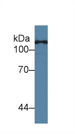 Monoclonal Antibody to Toll Like Receptor 5 (TLR5)