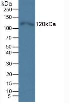 Monoclonal Antibody to Toll Like Receptor 5 (TLR5)