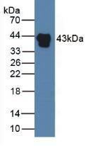 Monoclonal Antibody to Haptoglobin Related Protein (HPR)