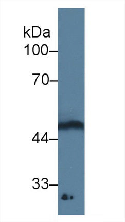 Monoclonal Antibody to Growth Differentiation Factor 11 (GDF11)