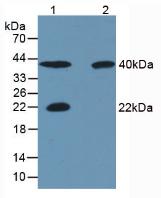 Monoclonal Antibody to Carbonic Anhydrase IV (CA4)