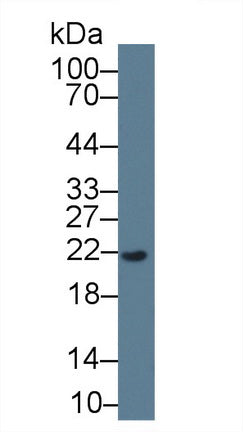 Monoclonal Antibody to Regenerating Islet Derived Protein 3 Gamma (REG3g)