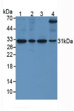 Monoclonal Antibody to Secreted Frizzled Related Protein 4 (SFRP4)