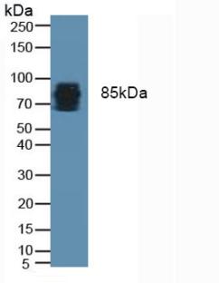 Monoclonal Antibody to Periostin (POSTN)