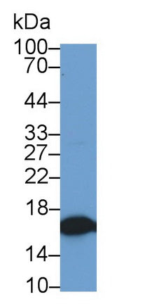 Monoclonal Antibody to Cystatin 2 (CST2)