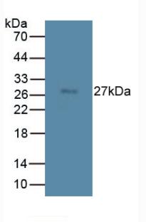 Monoclonal Antibody to Transmembrane Protein 27 (TMEM27)