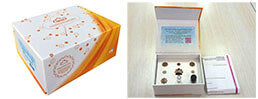 Recombinant Osteoglycin (OGN)