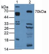 Polyclonal Antibody to Activated Leukocyte Cell Adhesion Molecule (ALCAM)