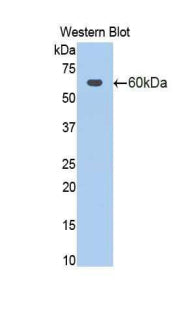 Polyclonal Antibody to Activated Leukocyte Cell Adhesion Molecule (ALCAM)