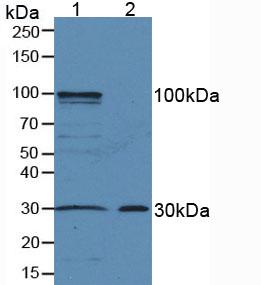 Polyclonal Antibody to Amphiregulin (AREG)