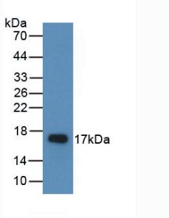 Polyclonal Antibody to Amphiregulin (AREG)