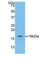 Polyclonal Antibody to Angiogenin (ANG)