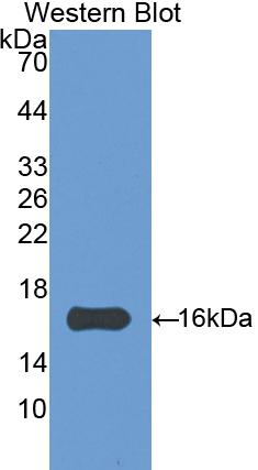 Polyclonal Antibody to Angiogenin (ANG)