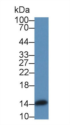 Polyclonal Antibody to Angiogenin (ANG)